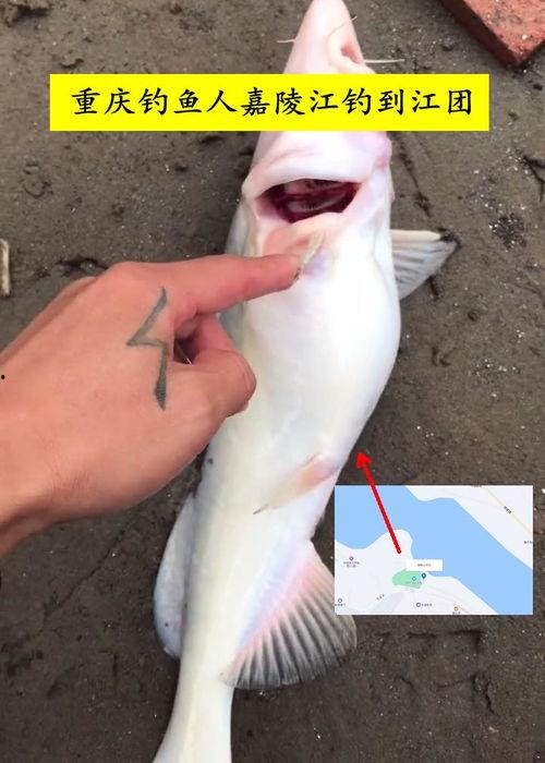 钓鱼人卷毛爆料视频播放,揭秘钓鱼技巧与乐趣 第1张 钓鱼人卷毛爆料视频播放,揭秘钓鱼技巧与乐趣 第1张